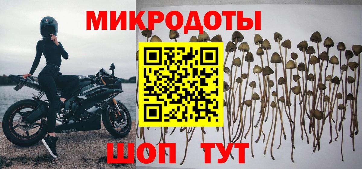 где найти   Вход с VPN  Железногорск  Псилоцибиновые грибы Cubensis 